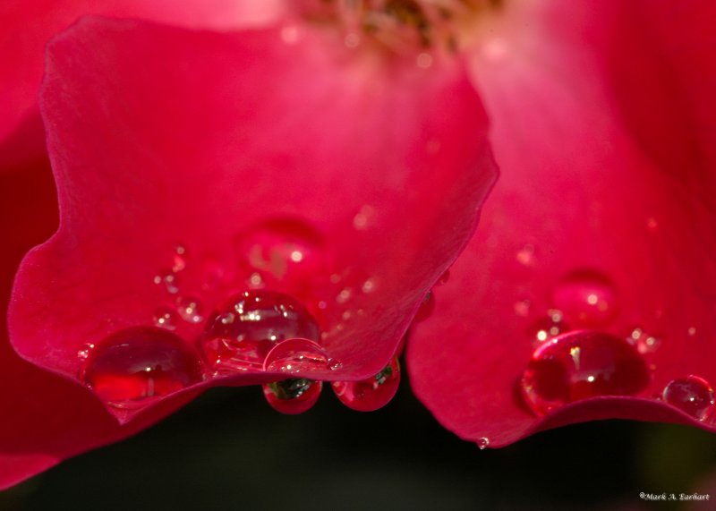 Raindrops On Roses (#2 in a Series)