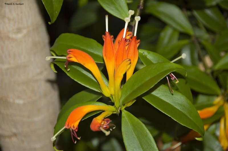 Alien Orange