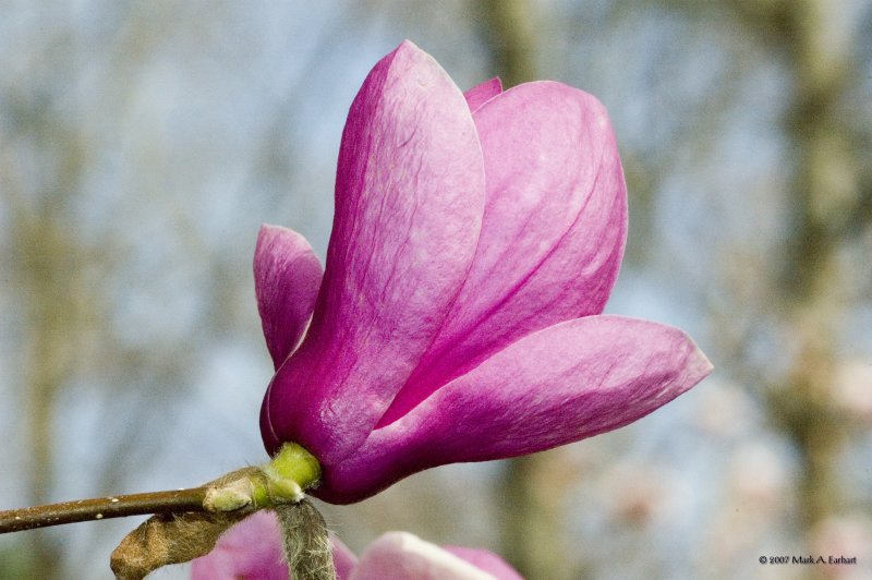 A Week For Floral (Day 3)