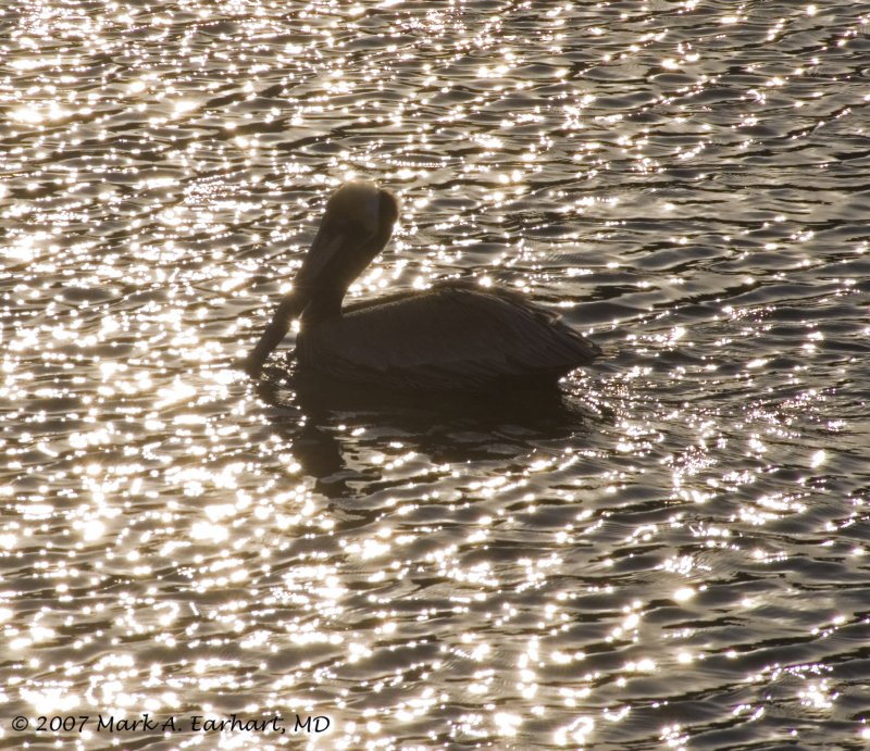 Heron Sunset Silhouette