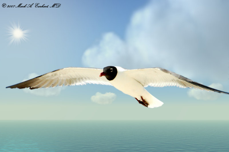 Flight Of Fantasy