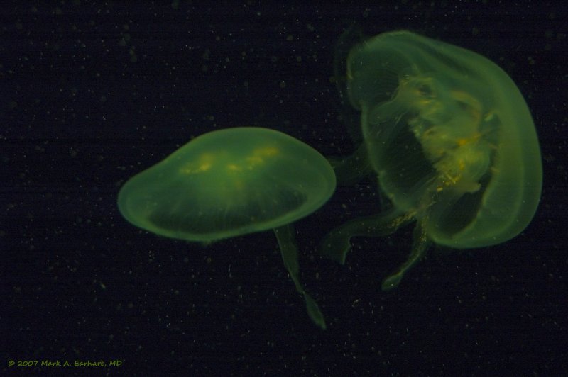 Green Fluorescence