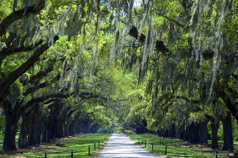 Oak Alley Revisited