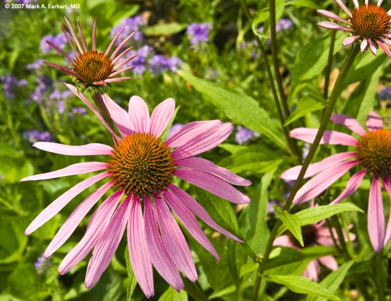 Daisys