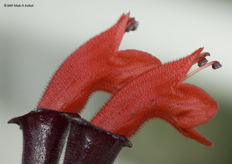 Hairy Alien
