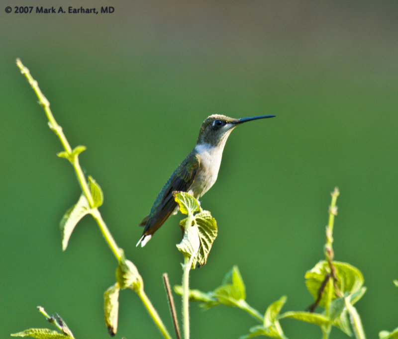Hummingbird At Rest