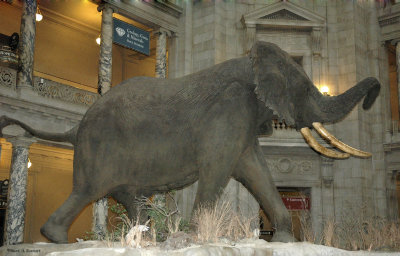 smithsonian_museum_of_natural_history