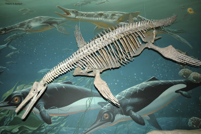 Basilosaurus