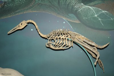 Dinosaur Hall 1