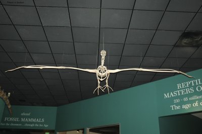 Terydactyl