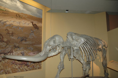 Mammoth Fossil