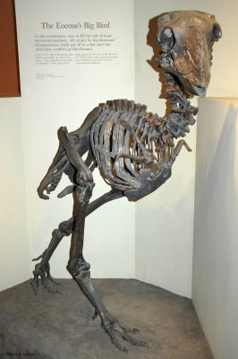 Diatryma