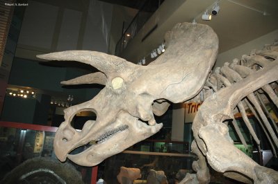 Triceratops