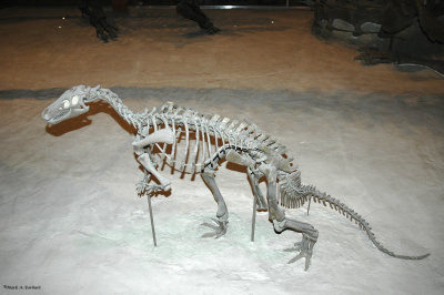Thescelosaurus