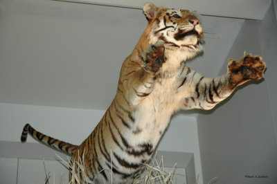 Crouching Tiger