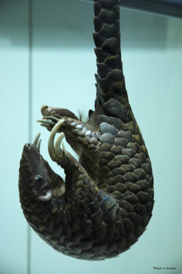 Armadillo