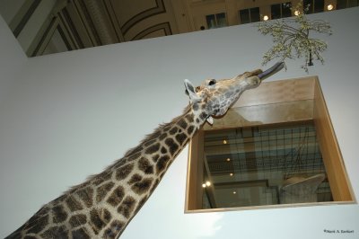 Giraffe
