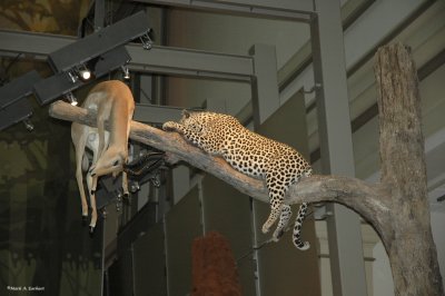 Leopard with Impala 1