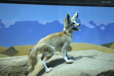 Desert Fox