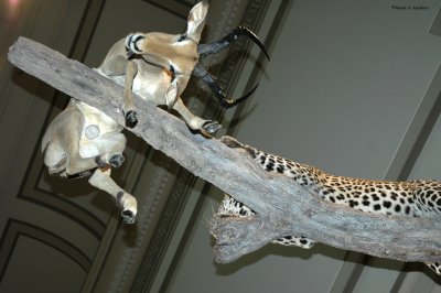 Leopard with Impala 2