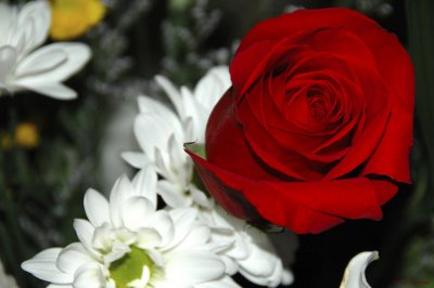 Red & White