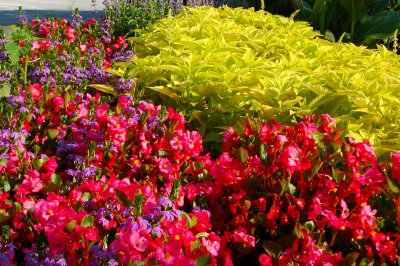 Floral Bed