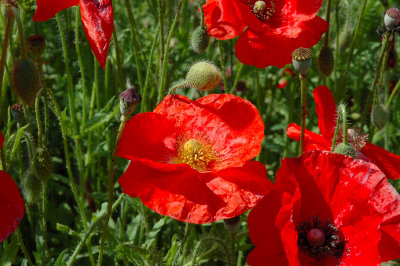 Poppies