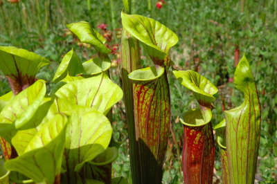 Pitcher Plant