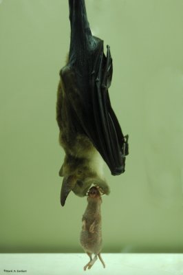 Rat...It's What Is For Dinner!