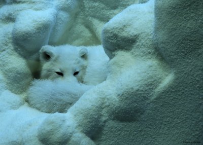 Artic Fox