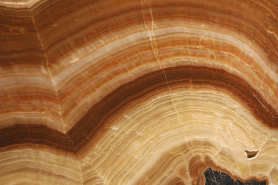 Petrified Wood