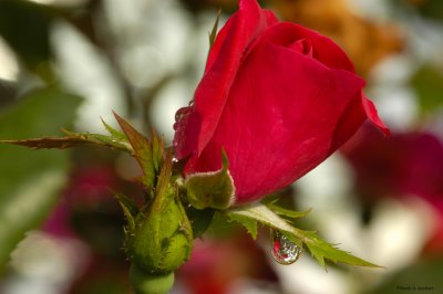 Raindrops and Roses Redux