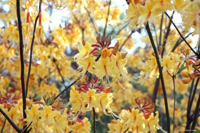 Eagerly Anticipating Springs Return