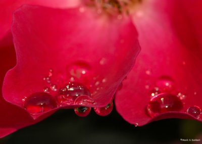 Raindrops On Roses (#2 in a Series)