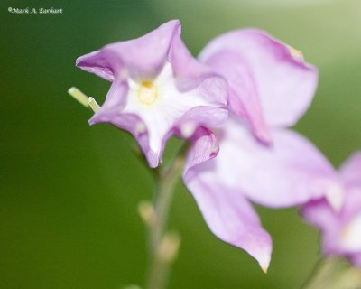 Posing Purple