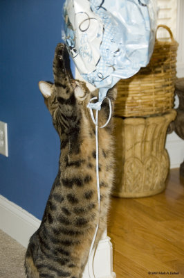 This Balloon Is Mine!