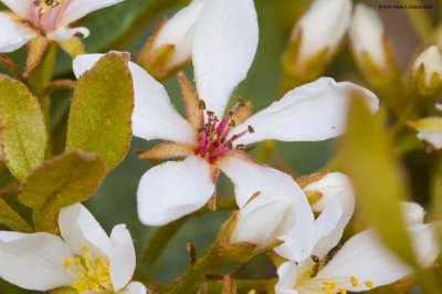 White Flower