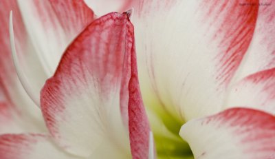 Pink Petals In Macro