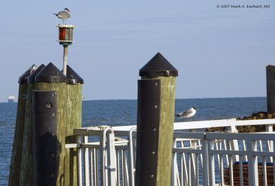 Scene From A Seagull's LIfe