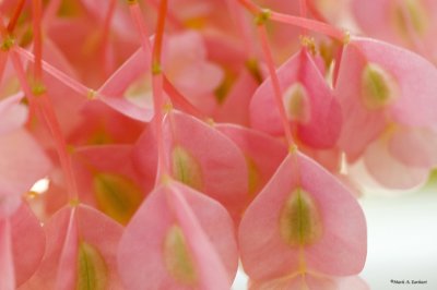 Pink Revisited