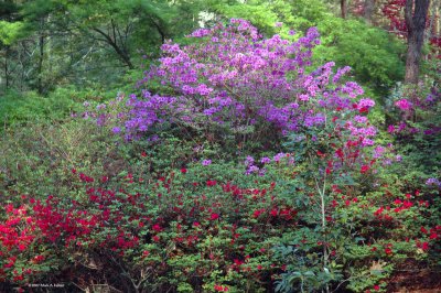 Southern Spring Colors