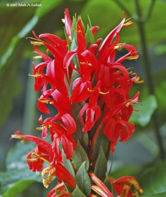 Red Floral Fountain