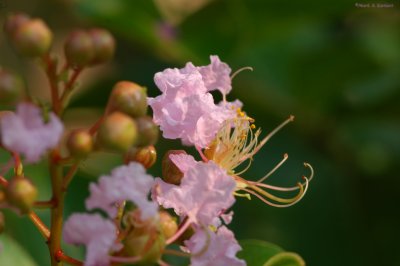 Floral Rebirth