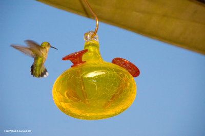 Another Hummingbird In My Backyard