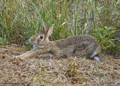 Bunny Stretch