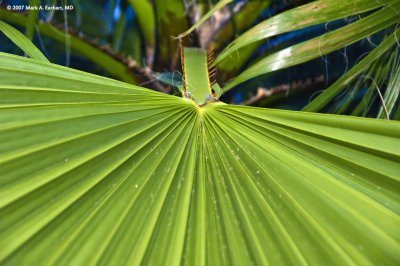 Palm Frond