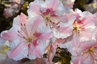 Bashful Azaleas