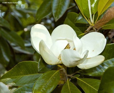 Magnolia grandiflora