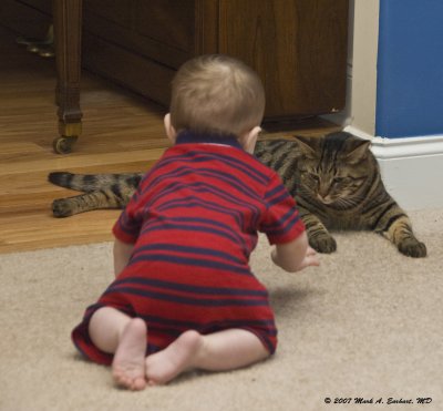 Cornering The Cat