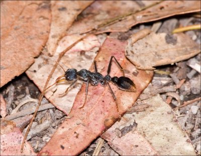 Bull-Ant 1.jpg